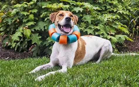 DIY Dog Cone Pool Noodle: Beyond The Cone Of Shame!