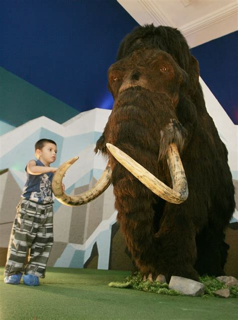 Scientists Plan to Clone Woolly Mammoth | IBTimes UK