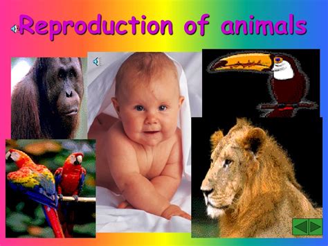 PPT - Reproduction of animals PowerPoint Presentation, free download ...