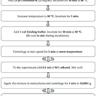 Scheme illustrating the method for isolation of bacteriophage genomic ...