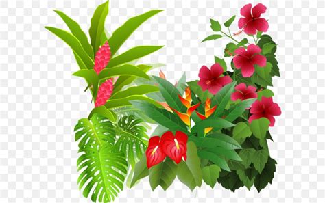 Rainforest Flowers Clipart | Best Flower Site