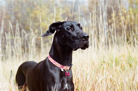 How Big Do Black Great Danes Get And How Fast Do They Reach Maturity