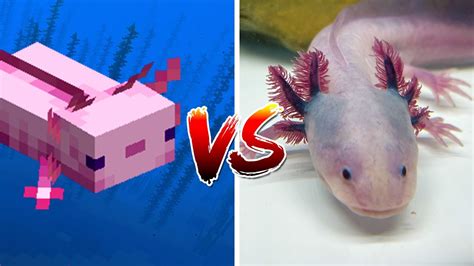 Minecraft axolotl - masapb