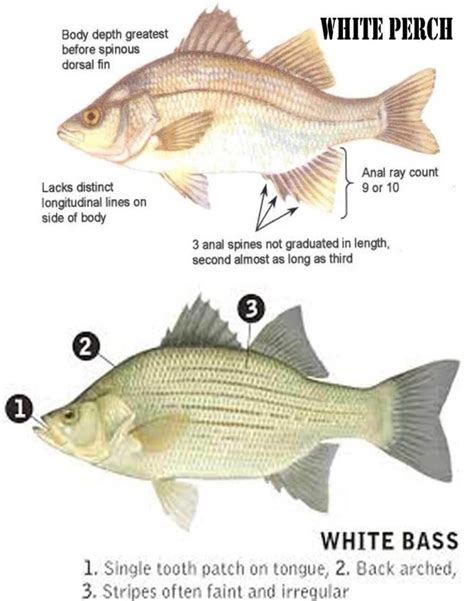 White Perch Vs White Bass : How to differentiate ...