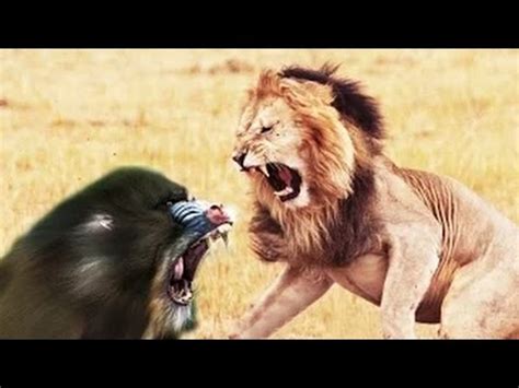 A terrible fight to death between Lion vs Baboon - YouTube