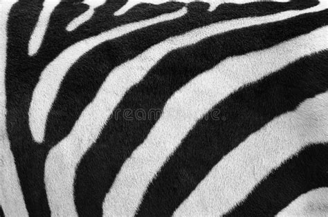 Zebra Pattern with Black and White Stripes Stock Photo - Image of ...