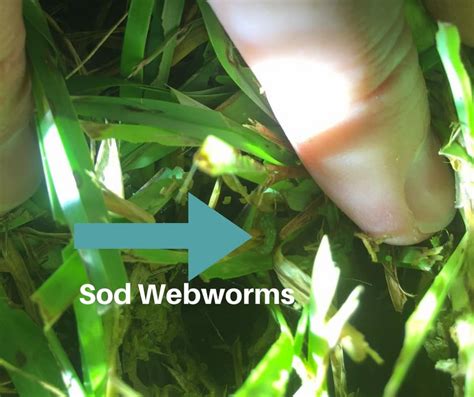 How to Control Sod Webworms & Army Worms - Houston Grass Pearland