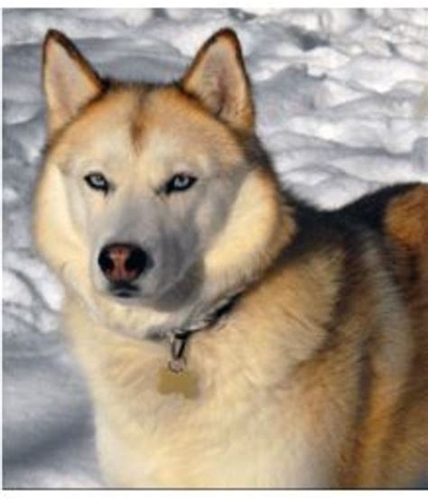 Six Stunning Siberian Husky Coat Colors - Dog Discoveries