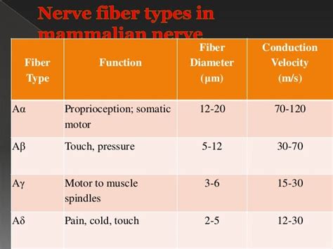 [DIAGRAM] Diagram Of Nerve Fiber - MYDIAGRAM.ONLINE