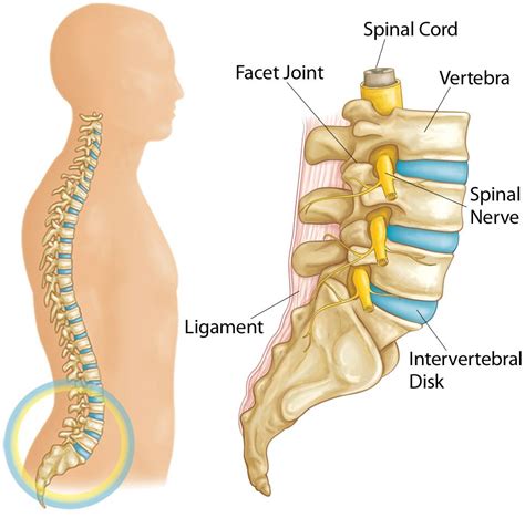 Spine Basics - OrthoInfo - AAOS