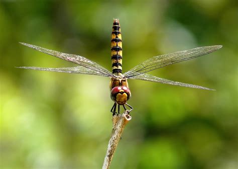 Shallow Focus Photography of Black and Yellow Dragonfly Parched on ...