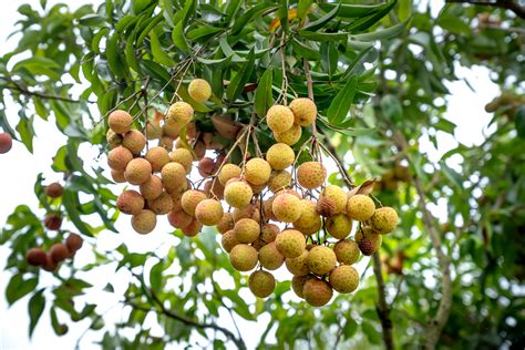 Close-up of Longan Fruit on a Tree · Free Stock Photo