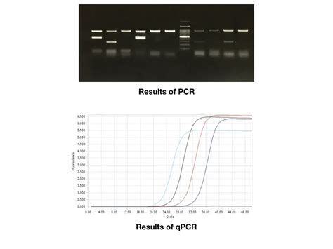 Differences between PCR vs qPCR – Genetic Education