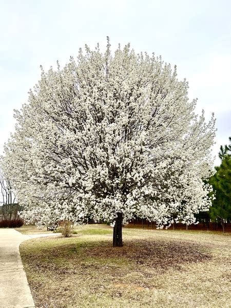 Callery Pear: 'Bradford' and Other Varieties and Their Invasive Progeny ...