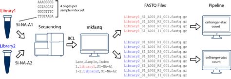 Generating FASTQs with cellranger-atac mkfastq -Software -Single Cell ...