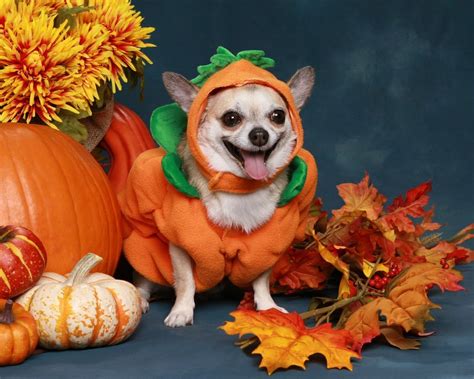 The Cutest Halloween Costumes for Pets