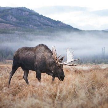 Yukon Wildlife Preserve - Whitehorse | Yukon - 1000 Towns of Canada