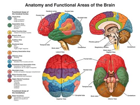 Brain Anatomy Quiz Label - Pensandpieces