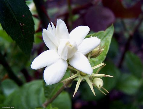 Indian Flower Mogara - Jasmine Photograph by Suhas Tavkar