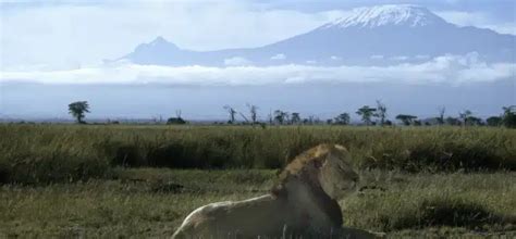 Will I be eaten by lions, hyenas and leopards while climbing Kilimanjaro?