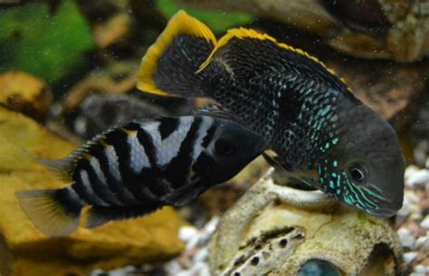 Convict Cichlid Care and Breeding Guide | The Aquarium Guide