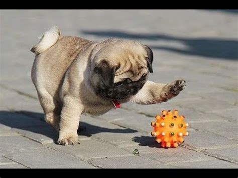 Funniest and Cutest Pug Dog Videos Compilation 2020 - YouTube