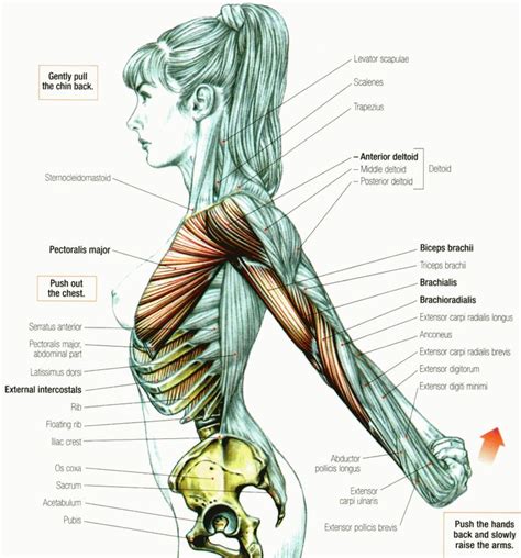 Stretching Of Deltoids Anterior • THE stephane ANDRE