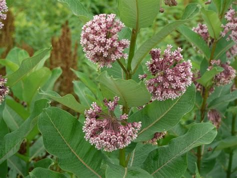 Four species of Asclepias | Identify that Plant