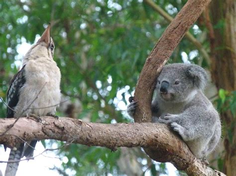 Koala Hospital | Travel Insider