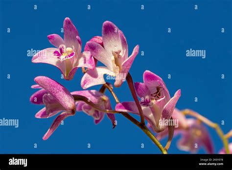 Australian native Pink Dendrobium orchids Stock Photo - Alamy