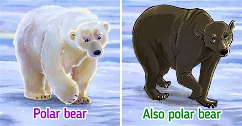 Why Polar Bears Have Black Skin / 5-Minute Crafts