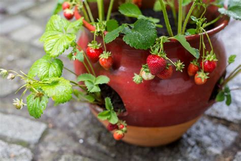 Best Planters and Containers for Strawberries - BBC Gardeners World ...