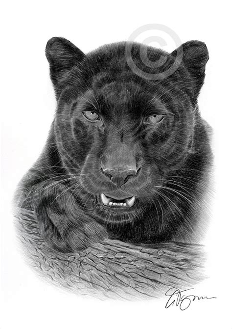 Black Panther Pencil Drawing Art Print Big Cat Illustration Artwork ...