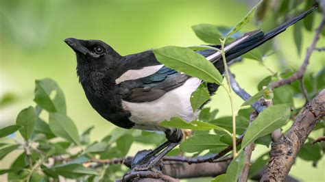 Black-billed Magpie | Audubon Field Guide