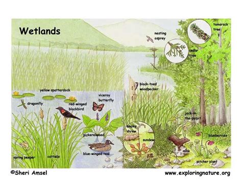 List Of Wetland Animals - Animals Picture - Animal Wallpaper