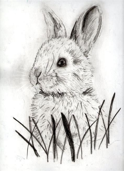 Rabbit | Rabbit, Animals, Black and white pictures