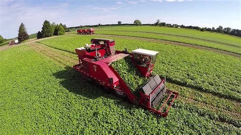 TVF Farms Cucumber Harvest 2015 - YouTube