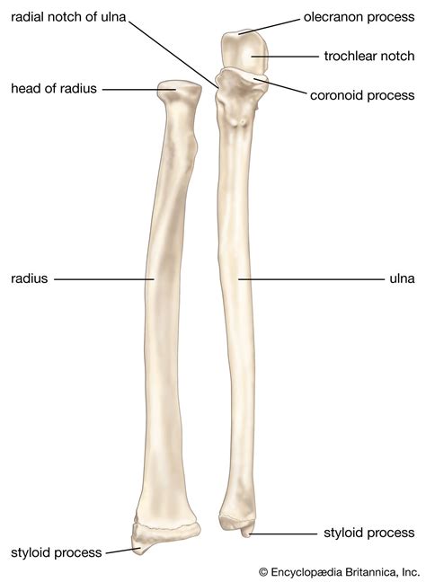 Radius | Forearm, Ulna, & Humerus | Britannica