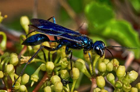 Metallic blue wasp | This is a Sphecid wasp, possibly of the… | Flickr