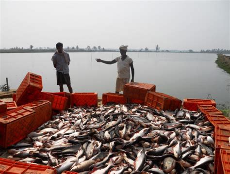 Pangasius aquaculture growing in India - Responsible Seafood Advocate