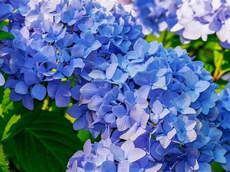 Aesthetic Light Blue Flowers - another-wiens