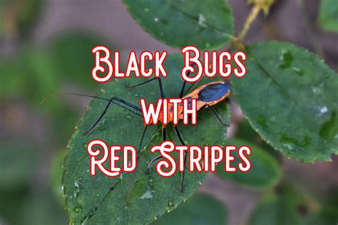 14 Black Bugs With Red Stripes (Pictures and Identification)