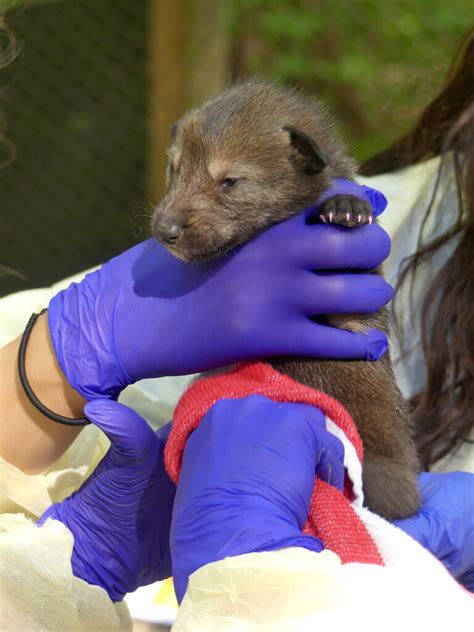 Critically Endangered Red Wolf Pups Born at WNC Nature Center - WNC ...