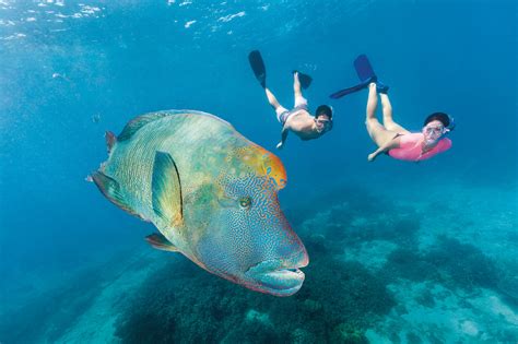 Great Barrier Reef Snorkelling Tips