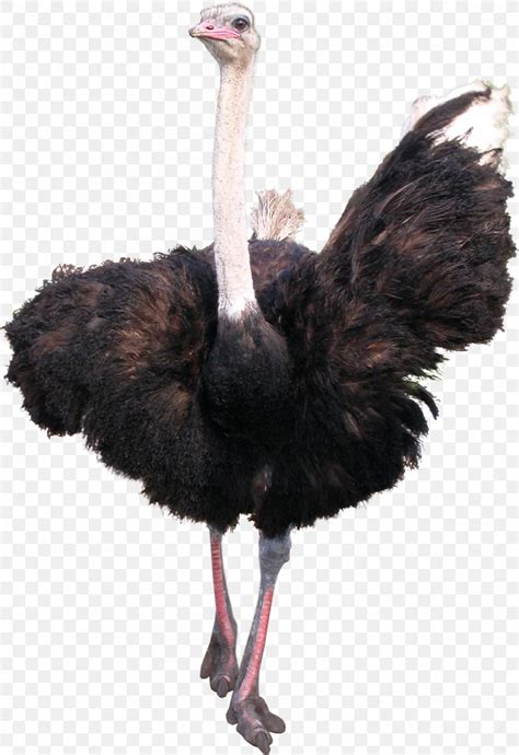 Common Ostrich Bird Emu, PNG, 1059x1543px, Common Ostrich, Beak, Bird ...