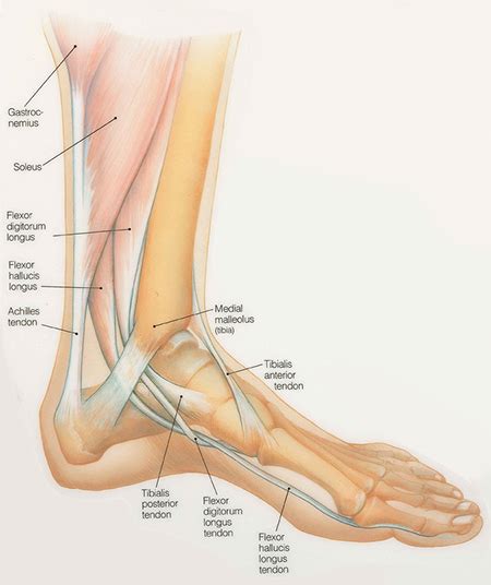 Ankle and Foot Pain - The Center for Physical Rehabilitation