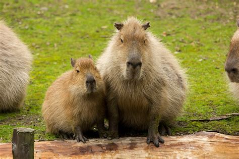 Capibara Animales Zoo - Foto gratis en Pixabay