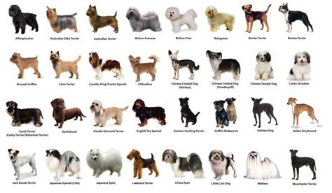 small dog breeds pictures - Dog Breeders Guide