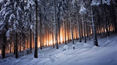 Black And White Winter Forest Wallpapers - Wallpaper Cave