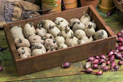 Seed Potatoes Chitting Photograph by Geoff Kidd/science Photo Library ...